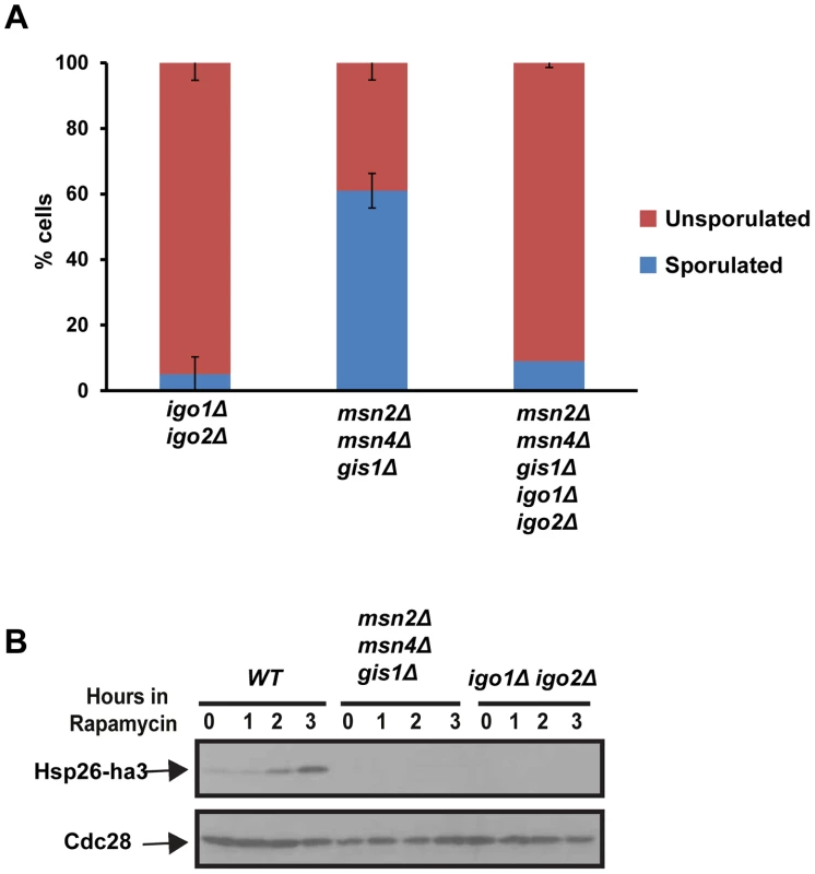 The G<sub>0</sub>-specific transcription factors Msn2, Msn4 and Gis1 are not required for entry into gametogenesis.