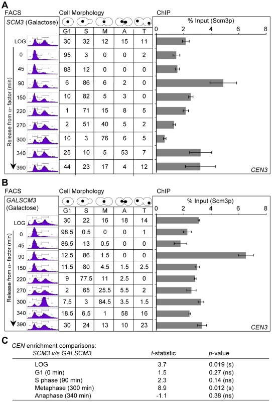 Overexpression of <i>SCM3</i> alters its cell cycle–regulated centromeric association pattern.