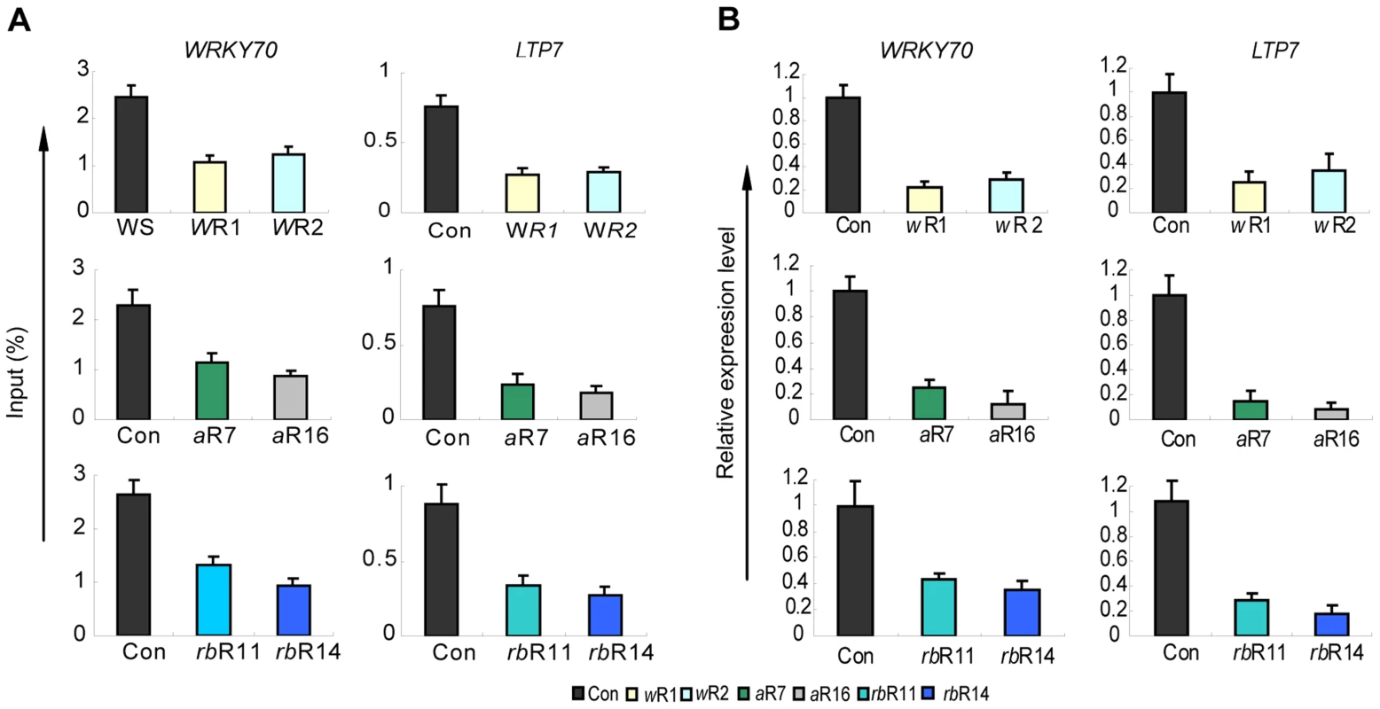 H3K4me3 and mRNA levels of two ATX1-regulated genes in the AtWRD5, or AtASH2, or At5-deficient lines.