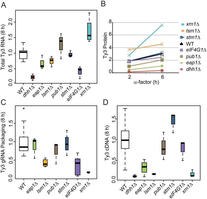 Strains deleted for PB host factors are defective at different stages.