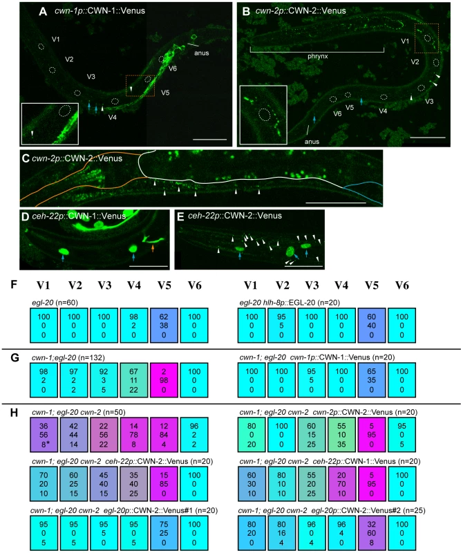 Ectopic Wnt expression rescued compound Wnt mutants.