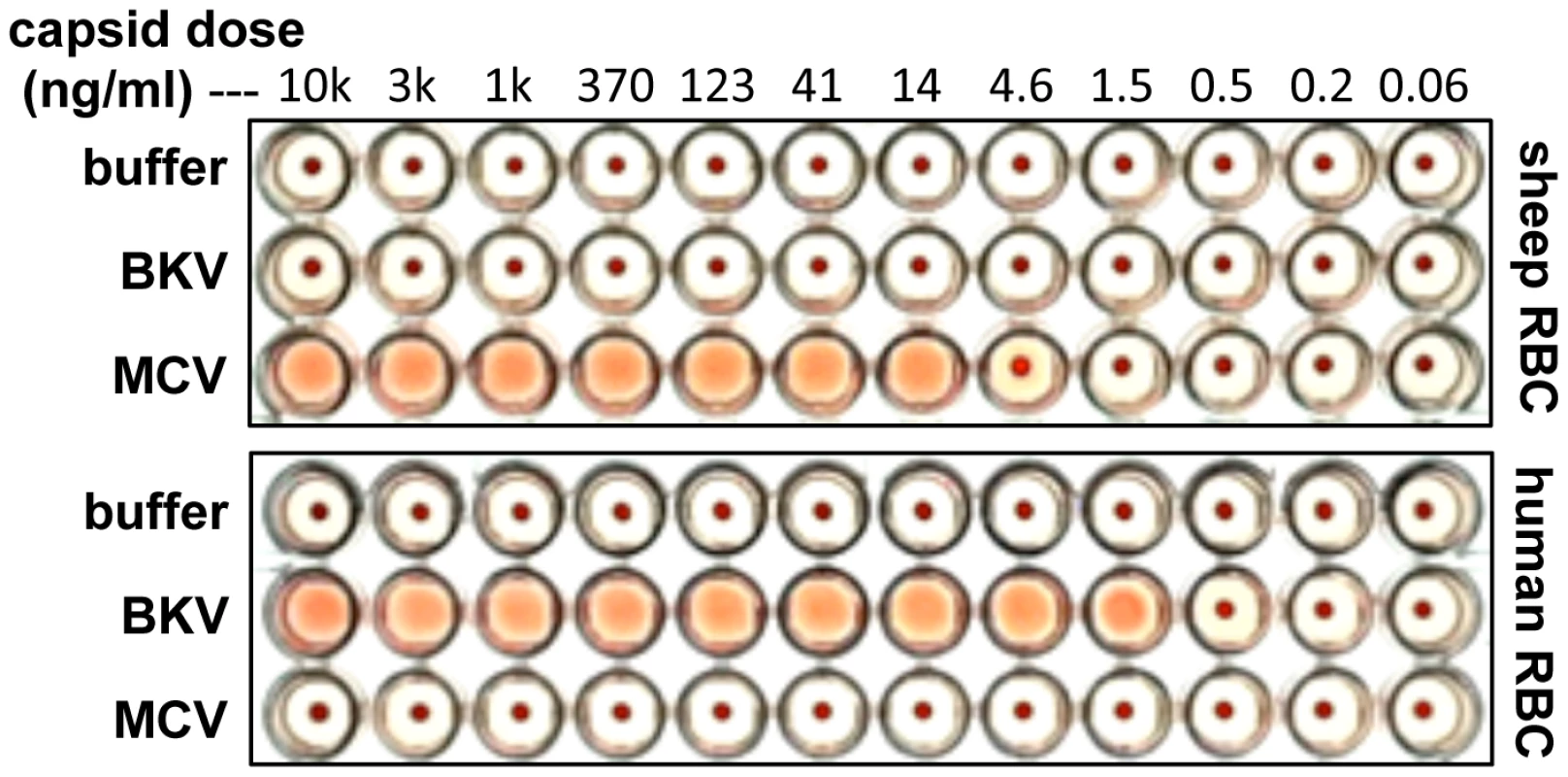 Hemagglutination assays.