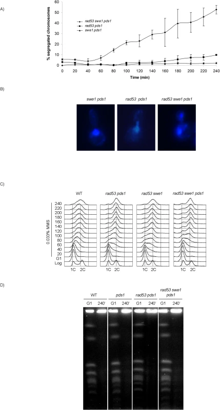 Rad53, Swe1 and Pds1/securin redundantly block chromosome segregation in response to DNA damage.