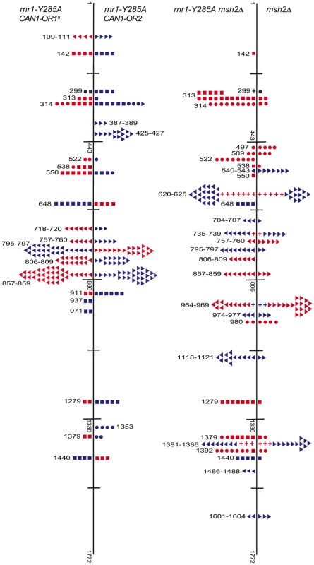Simplified <i>CAN1</i> mutation spectra showing hotpots (where mutation rate is greater than 10-fold that in wt) for <i>rnr1-Y285A CAN1-OR1</i> (n = 173), <i>rnr1-Y285A CAN1-OR2</i> (n = 170), <i>rnr1-Y285A msh2</i>Δ (n = 259), and <i>msh2</i>Δ (n = 164) where n =  number of individual colonies sequenced.