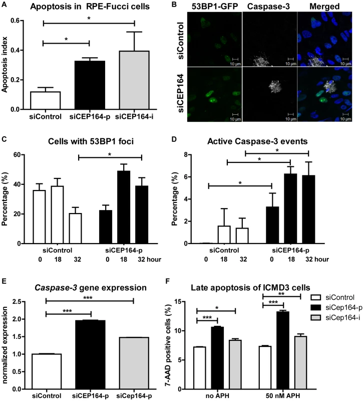 Induced apoptosis and DNA damage accumulation after loss of <i>CEP164</i>.