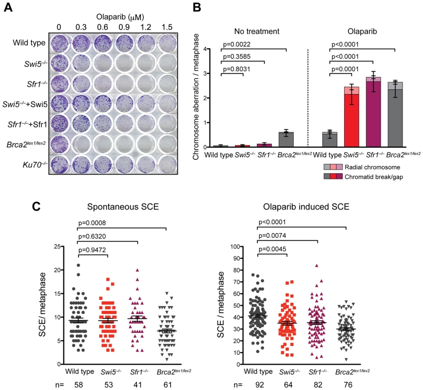 <i>Swi5</i><sup>−/−</sup> and <i>Sfr1</i><sup>−/−</sup> cells are sensitive to Parp inhibiton.