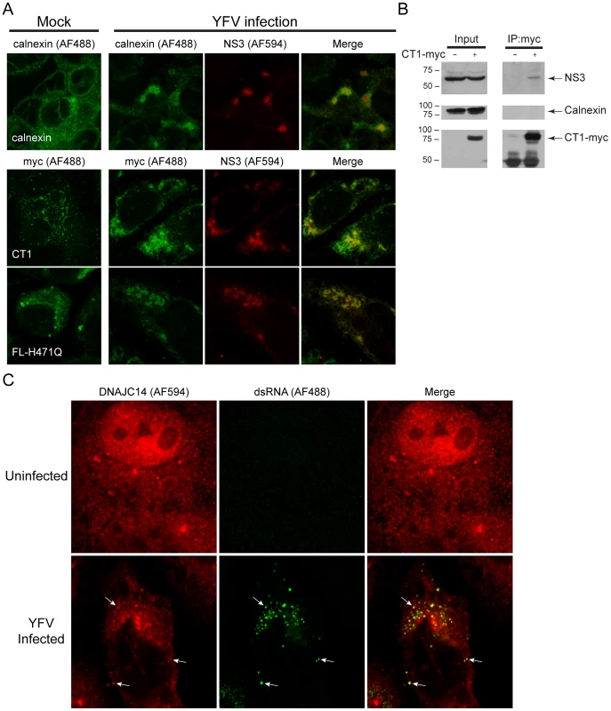 DNAJC14 is recruited to YFV replication complexes.