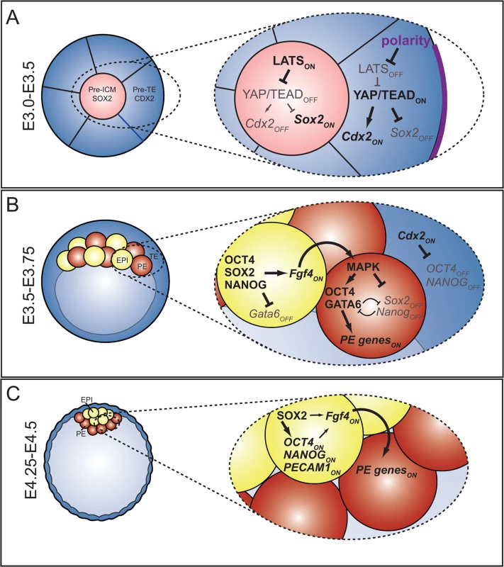The roles and regulation of SOX2 during blastocyst formation.
