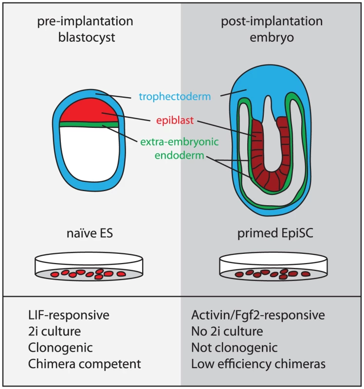 The origin and properties of naïve and primed pluriopotent stem cells.