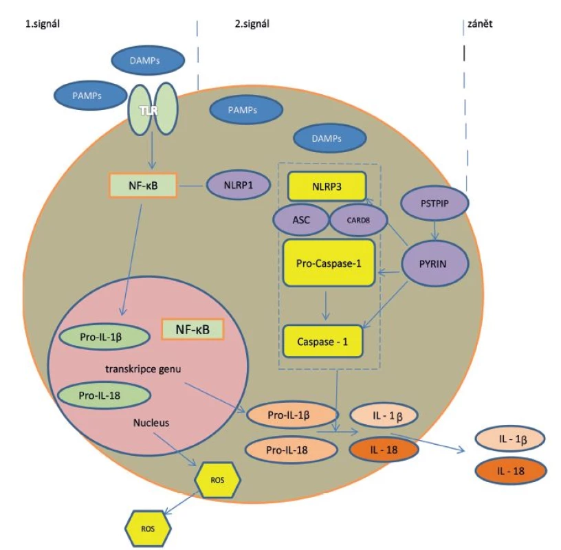 Mechanismus aktivace IL-1 cestou aktivace inflamasomu