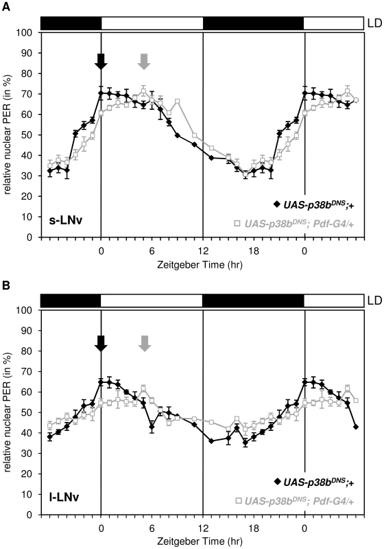 Daily oscillations of nuclear PER in s-LN<sub>v</sub>s and l-LN<sub>v</sub>s of flies expressing a dominant negative form of p38b in these cells.