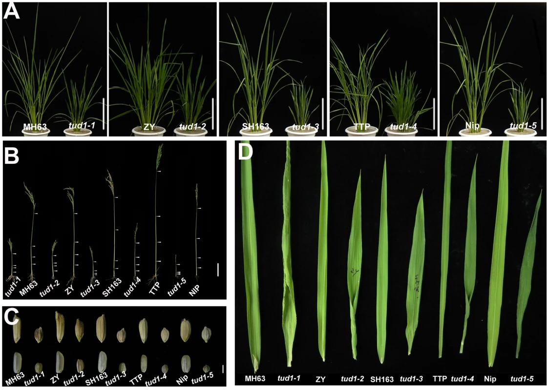 <i>tud1</i> is a pleiotropic dwarf mutant.
