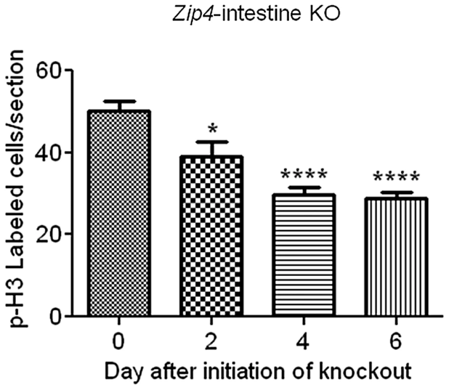 Quantification of phosphorylated-histone H3 labeled cells in sections of small intestine after intestine-specific deletion of <i>Zip4</i>.
