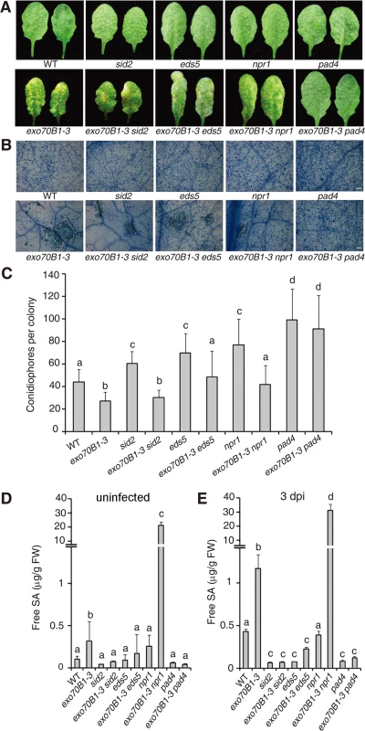 The <i>exo70B1-3</i> mutants accumulate high levels of SA and their enhanced resistance to <i>G. cichoracearum</i> requires <i>EDS5, NPR1</i> and <i>PAD4</i>.
