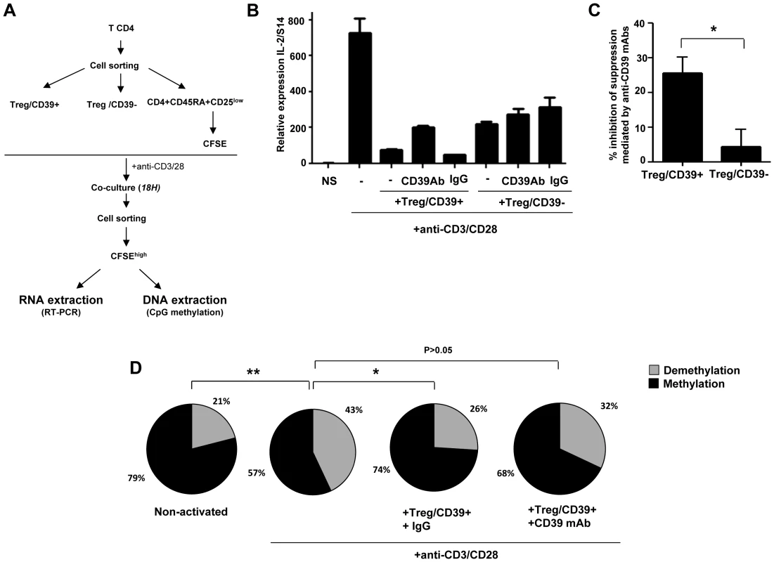 Treg inhibit IL-2 production via the CD39 pathway.