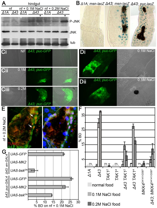 JNK activation leads to EC apoptosis in <i>MK2</i> deficient hindguts.