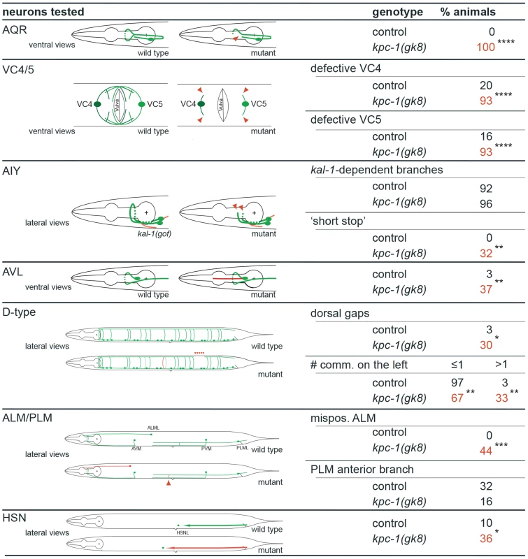 <i>kpc-1</i> displays defects in neurite branching, extension and cell positioning of certain sensory neurons, interneurons and motoneurons.