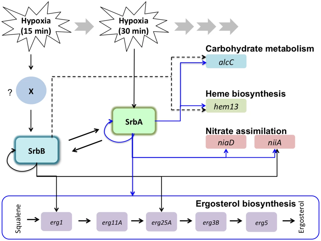 Working models for transcriptional regulation of the hypoxia response by SrbA and SrbB in <i>A. fumigatus</i>.