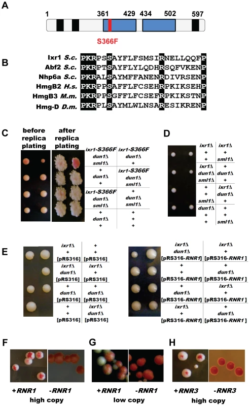 <i>dun1 ixr1</i> synthetic lethality is rescued by increased RNR activity.