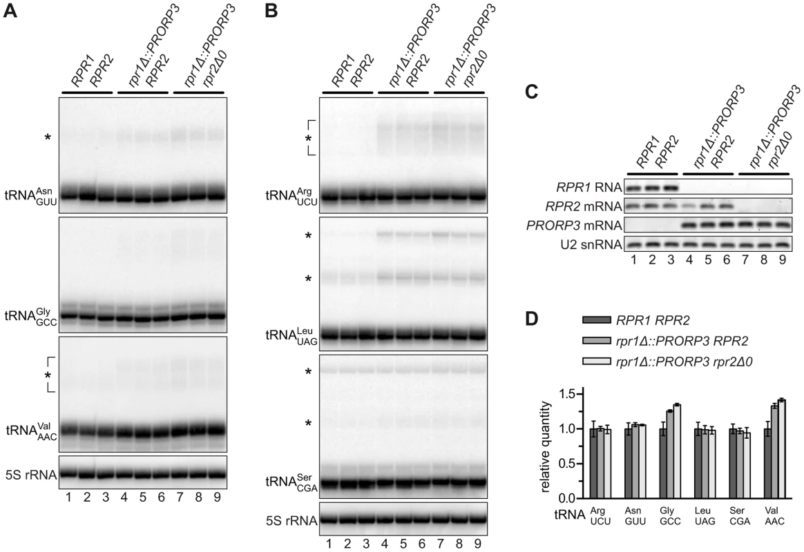 tRNAs in RNase P-swapped yeast strains.