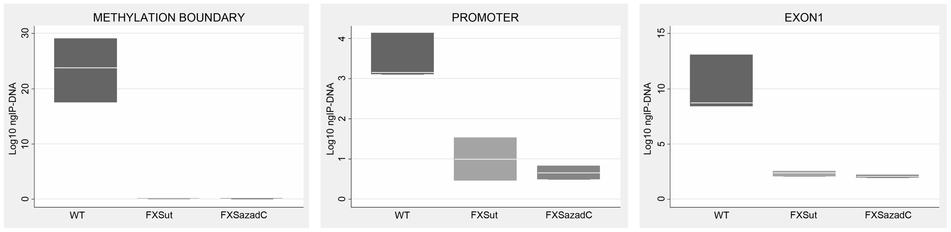 CTCF binding on <i>FMR1</i> locus through ChIP analysis after pharmacological demethylation.