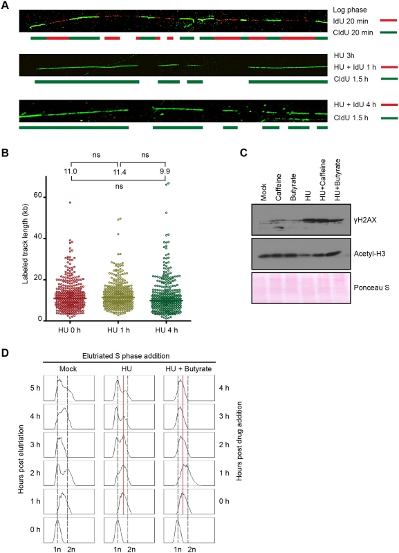 Effect of HU on DNA replication and acetylation of histone H3.