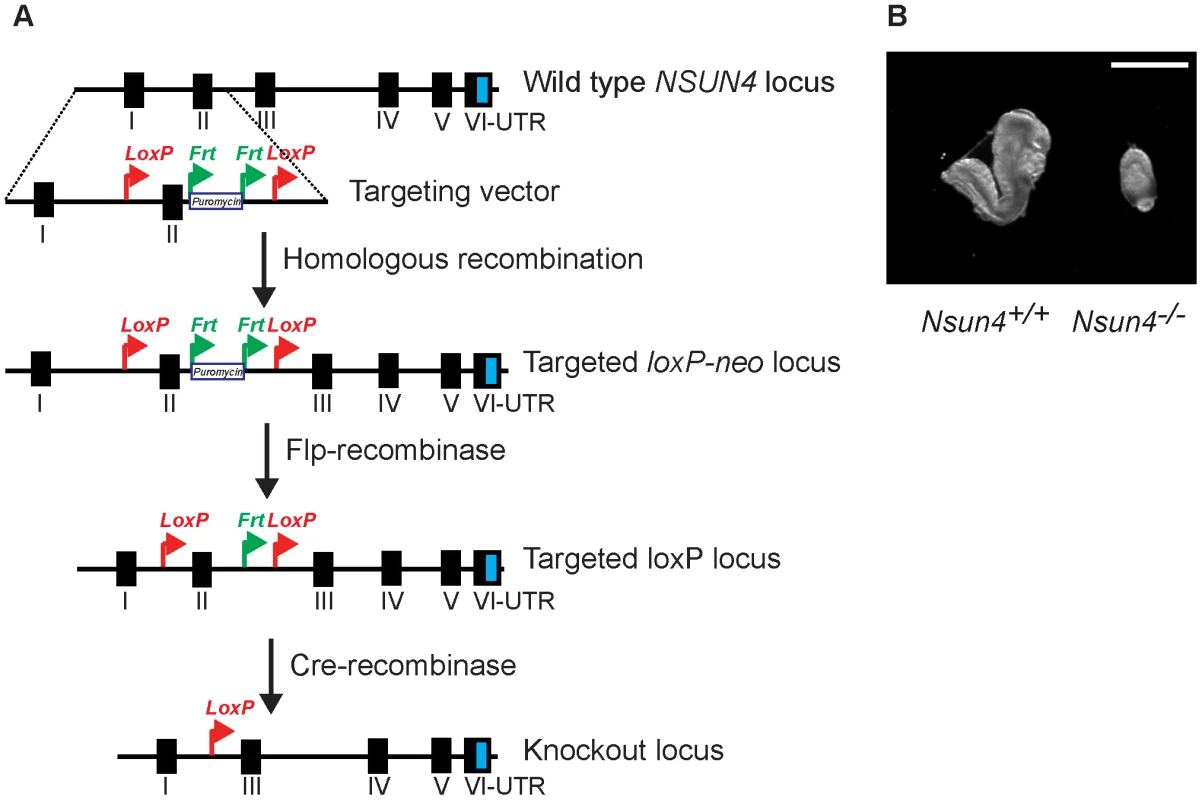 Conditional inactivation of the <i>Nsun4</i> gene in the germline.