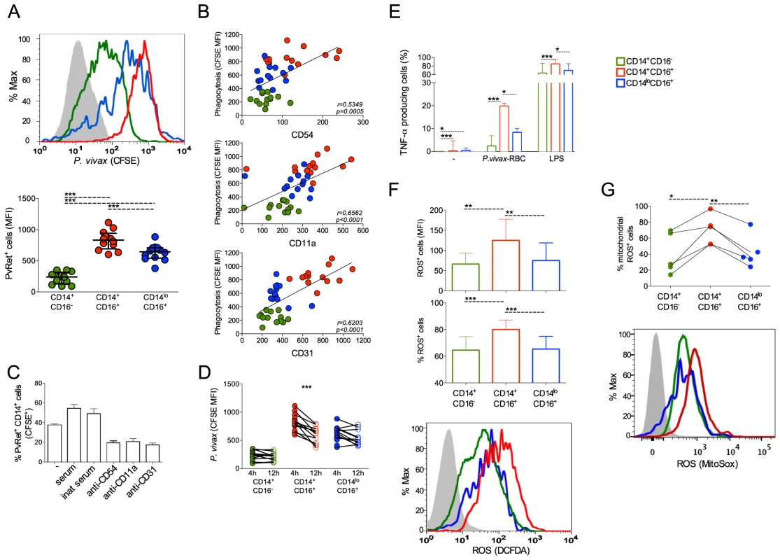 CD16<sup>+</sup>CD14<sup>+</sup> monocytes display pronounced phagocytic ability than other subsets.