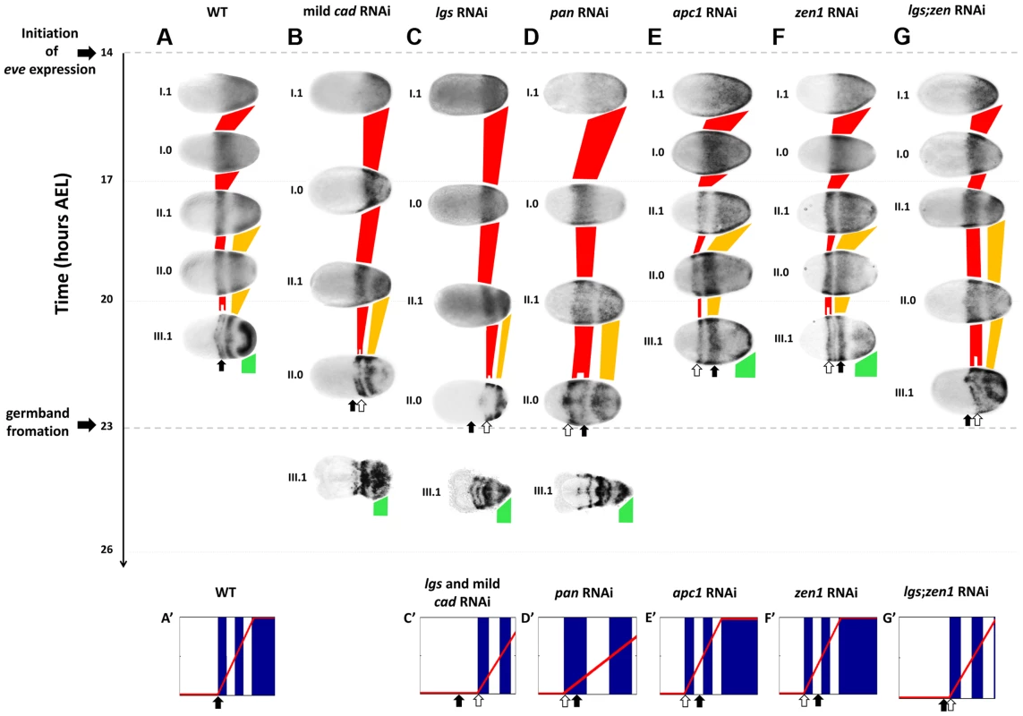 <i>Tc-eve</i> expression in WT and RNAi knockdowns.