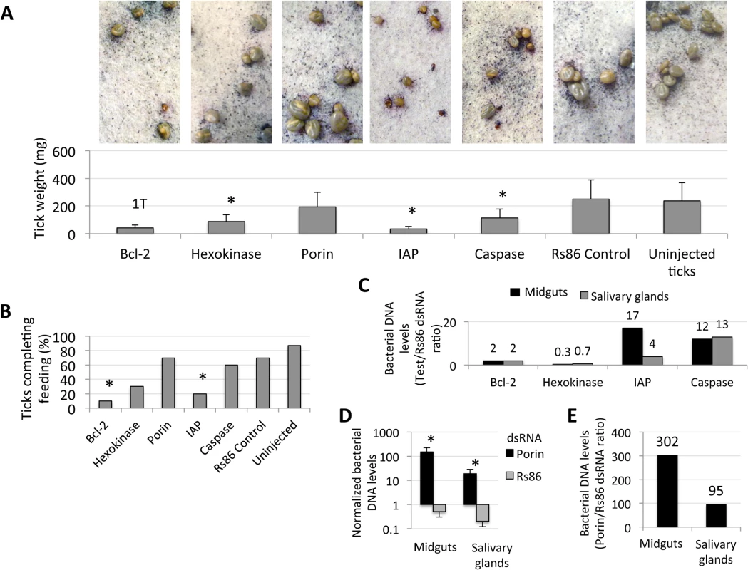 Intrinsic apoptosis gene knockdown phenotype in ticks injected with dsRNA.