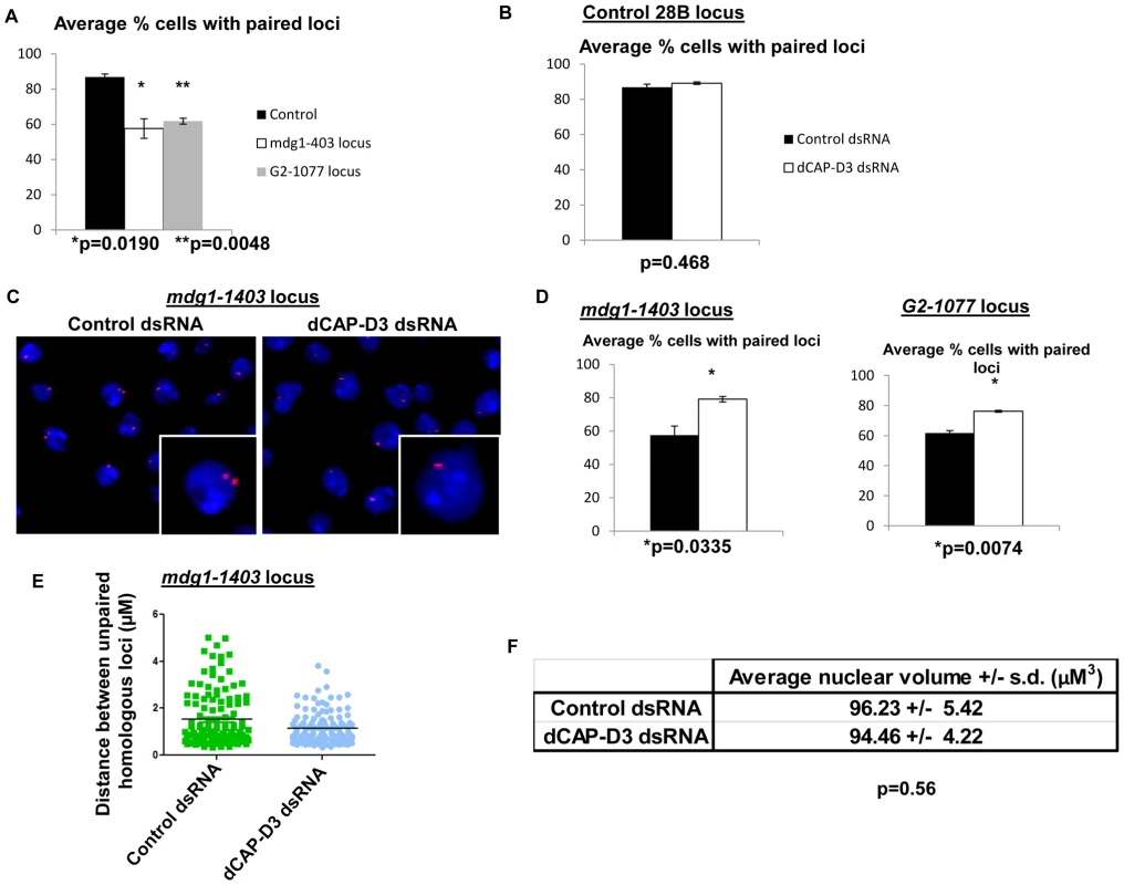 Pairing of retrotransposon loci on homologous chromosomes is increased in cells treated with dCAP-D3 dsRNAs.