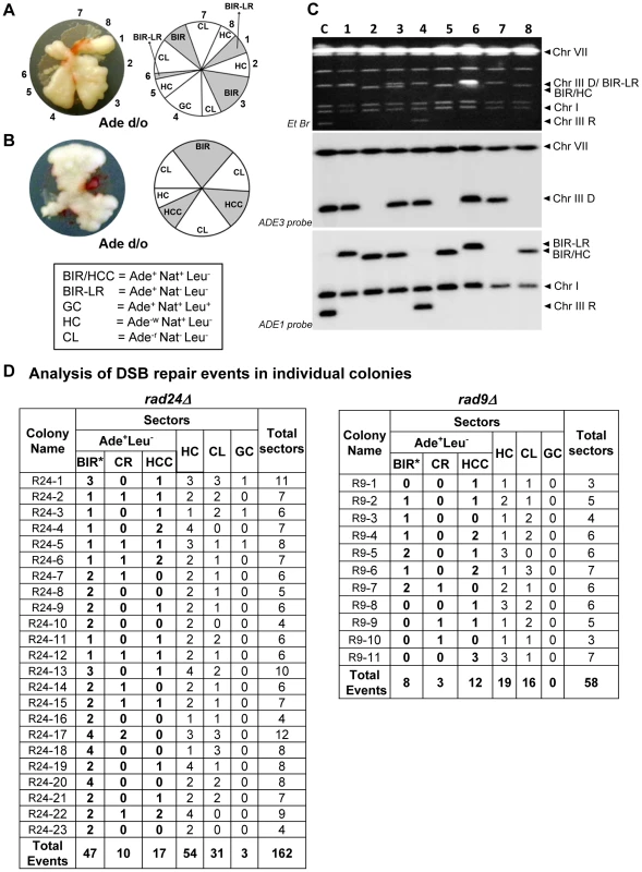 Analysis of individual colonies formed by checkpoint-deficient mutants following DSB induction.