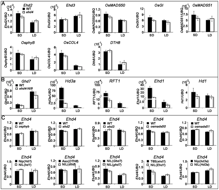 Quantitative RT–PCR analysis of representative flowering-related genes and <i>Ehd4</i> in various flowering-time mutants or their NILs (near-isogenic lines) and corresponding WTs under SDs and LDs.