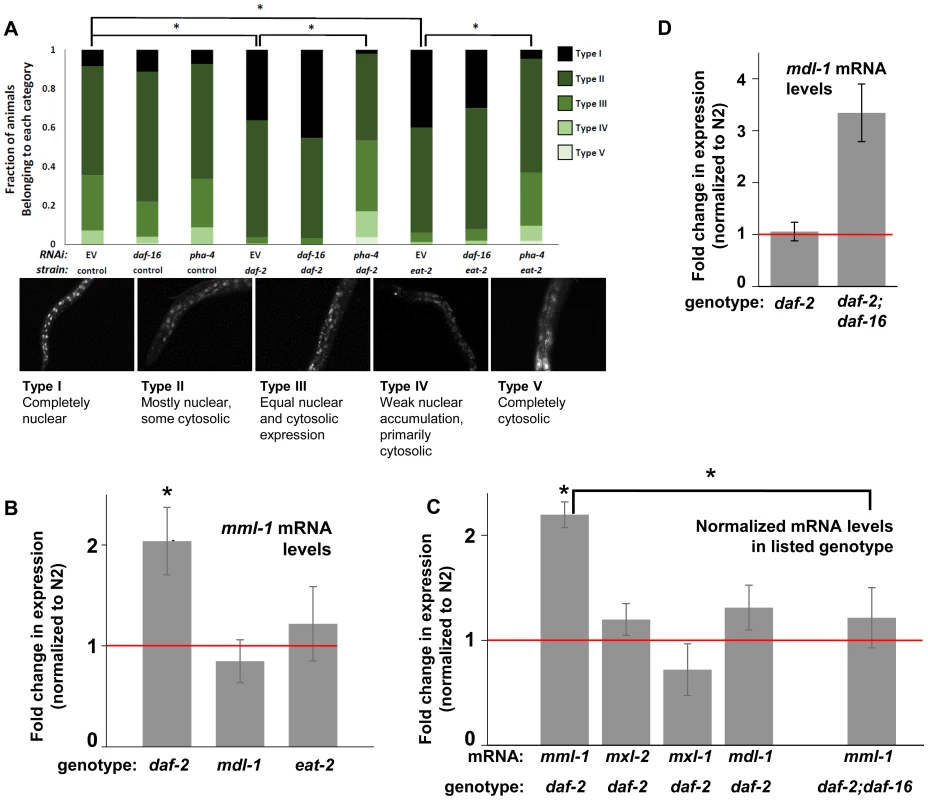 ILS and DR pathways differentially regulate <i>mml-1</i> gene expression and MML-1 localization.