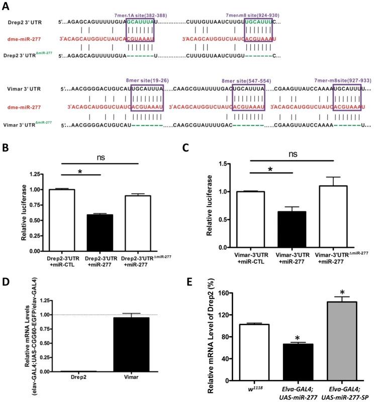 MiR-277 regulates the expression of Drep-2 and Vimar post-transcriptionally.