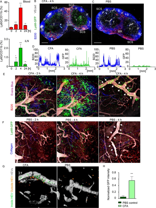 Neutrophils arrive from HEVs to occupy IFZ, MR and SCS in immunized iLN.