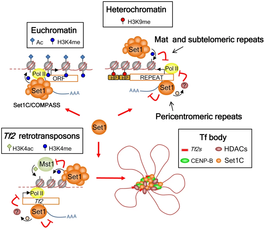Model for the roles of Set1C in genome control in <i>S. pombe</i>.