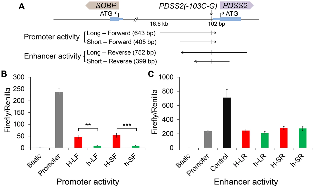 Effects of the <i>silky-feather</i> mutation on promoter and enhancer activity using a luciferase reporter assay.