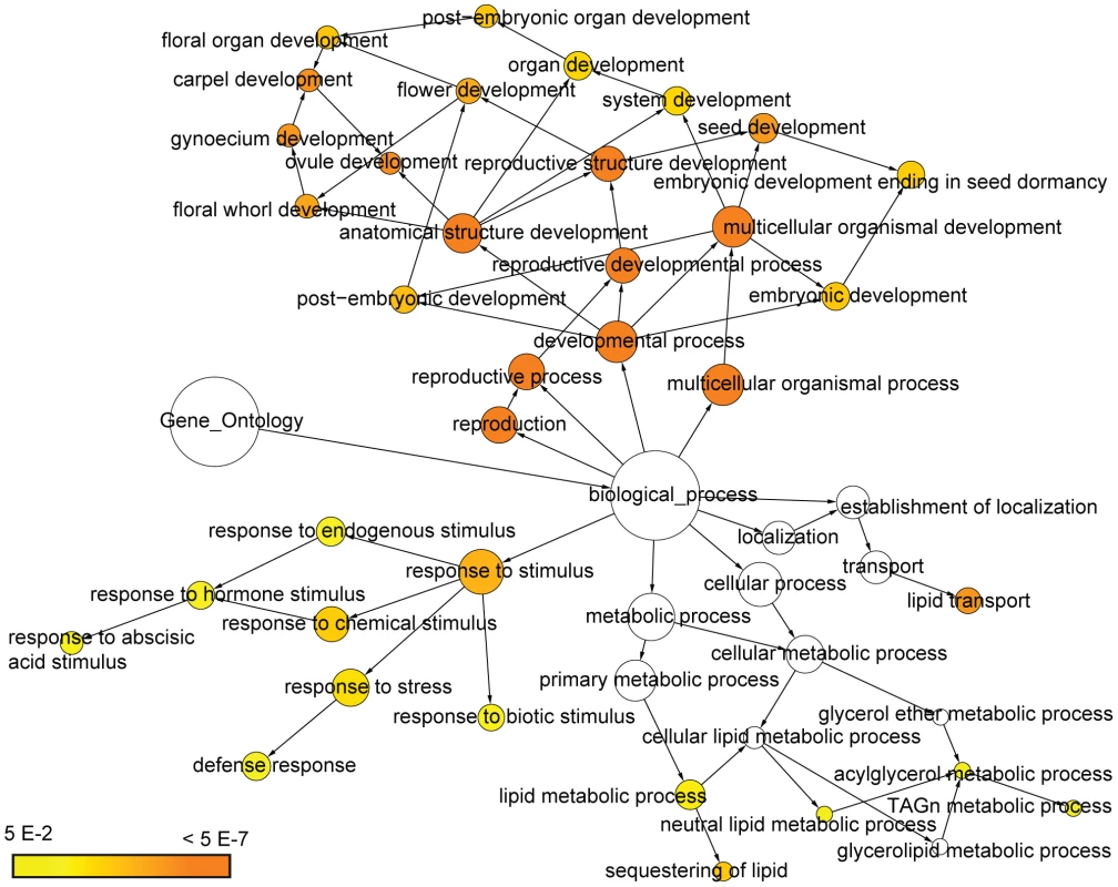 Overrepresented gene ontology categories in the set of H3K27me3 targets that are up-regulated in <i>fie</i>.