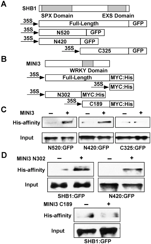 The SHB1 N-terminus interacts with the MINI3 N-terminus.