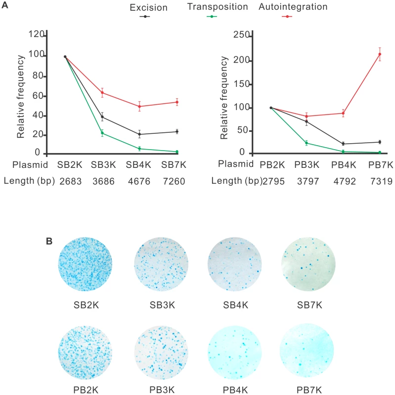 Both <i>SB</i> and <i>PB</i> transposons are sensitive to the size of the transposon.