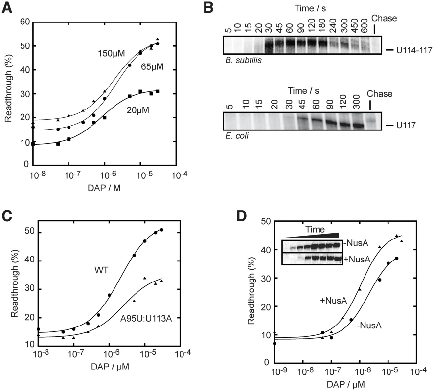 The rate of transcription is important for the <i>pbuE</i> riboswitch activity.