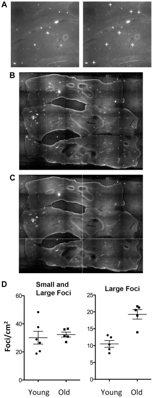 Recombinant cells accumulate with age in the colon.