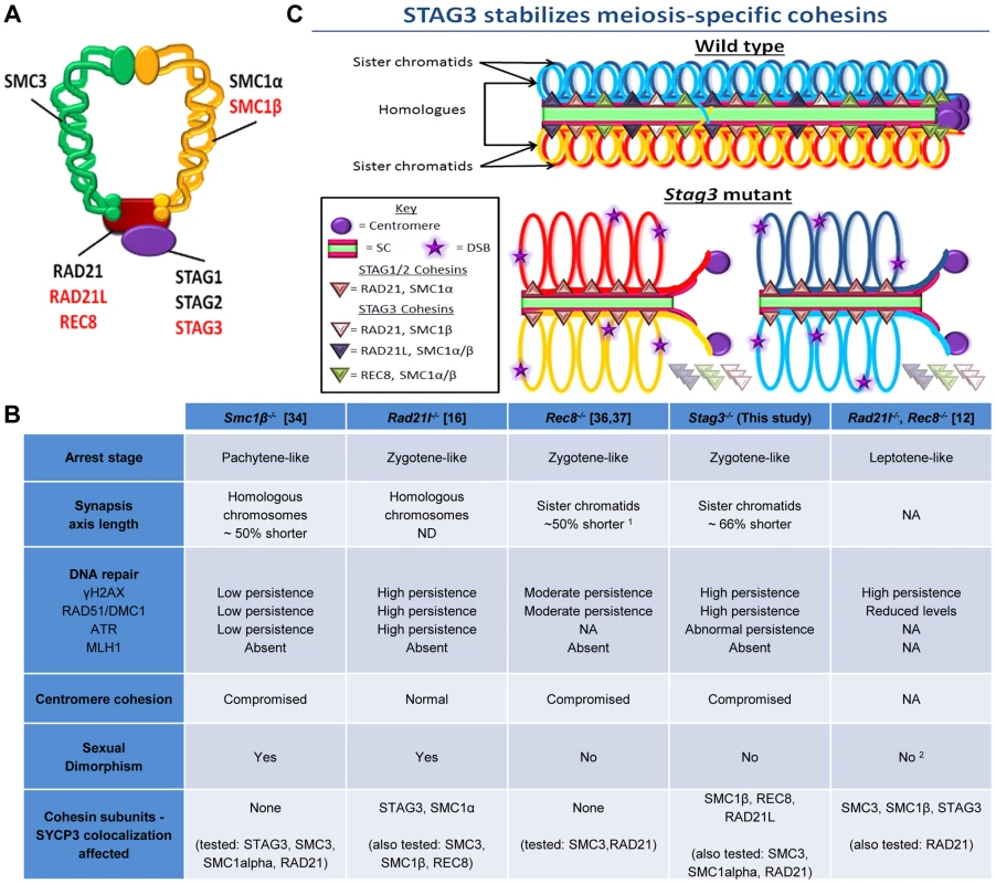 STAG3 is required for stability and loading of meiosis-specific cohesins to chromosome axes during meiosis.