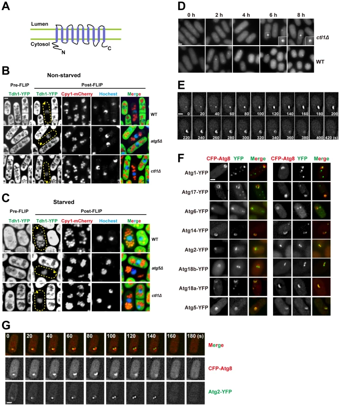 Ctl1 is required for autophagic transport and normal PAS organization.