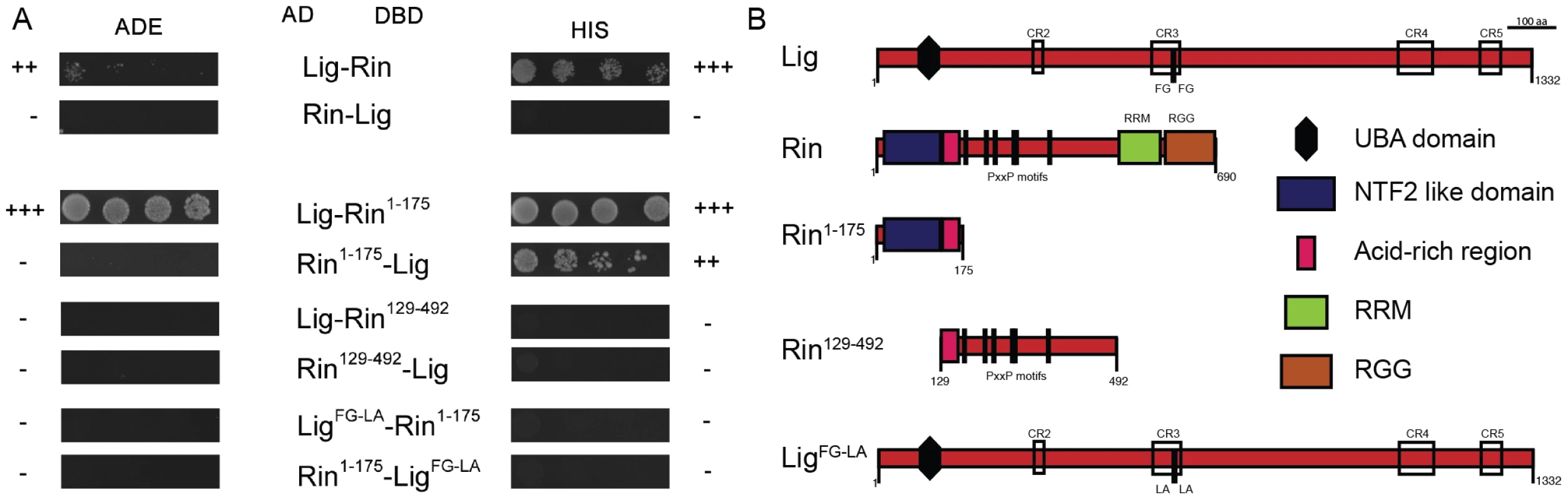 Lig interacts with Rin in Y2H experiments.