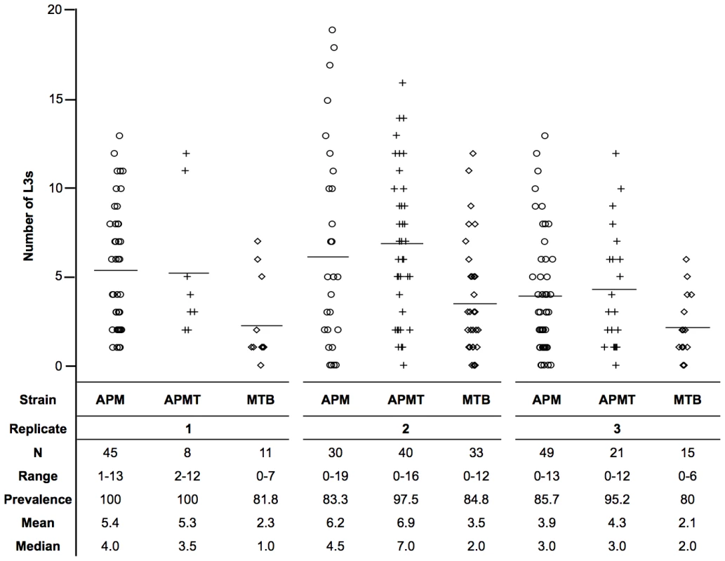 Mean number of L3s within <i>Ae. polynesiensis</i> strains.