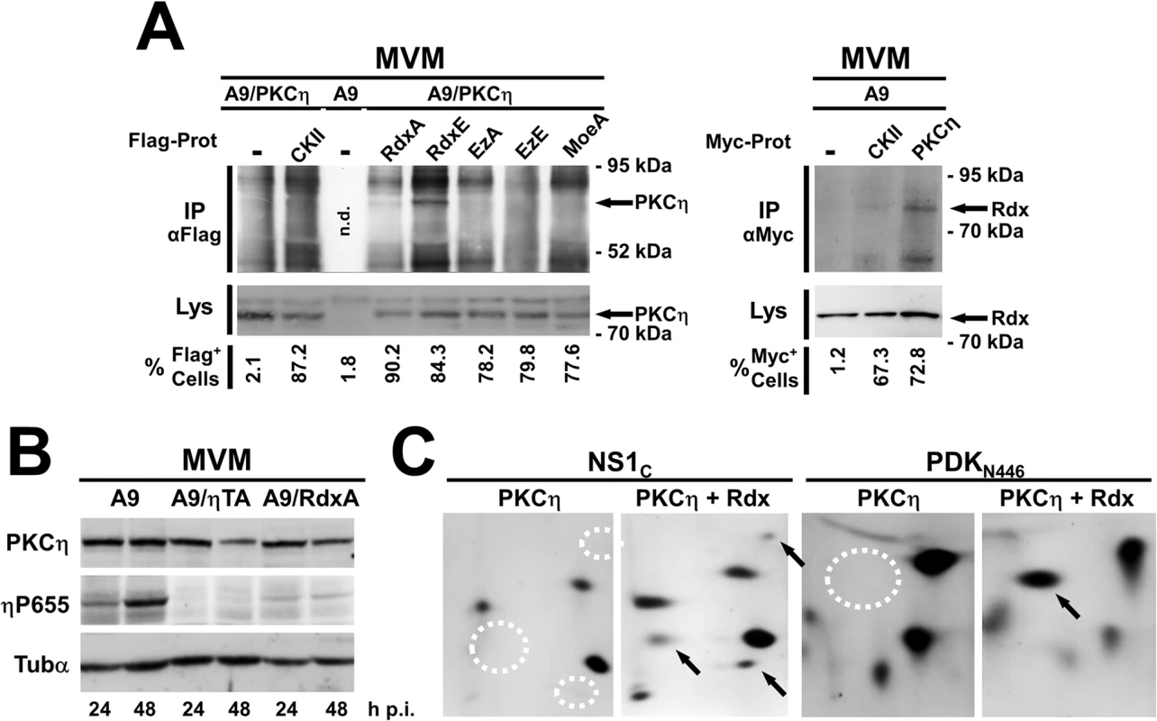 Rdx interacts with PKCη and controls its activity and substrate specificity.