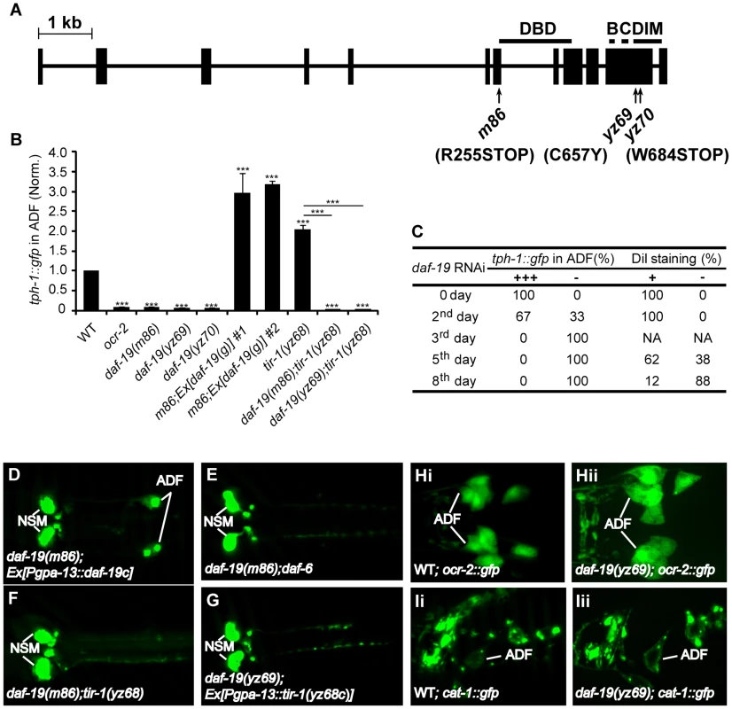 <i>daf-19</i> is required for <i>tph-1</i> expression in the ADF neurons.