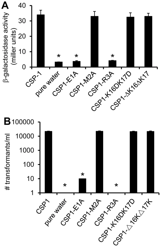 The first and third amino acid residues of CSP1 are essential for induction of competence.